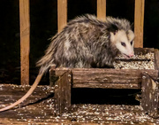 17th Dec 2022 - Opossum