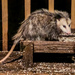 Opossum by randystreat