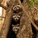 The Raccoons Were Posing Very Nicely! on 365 Project