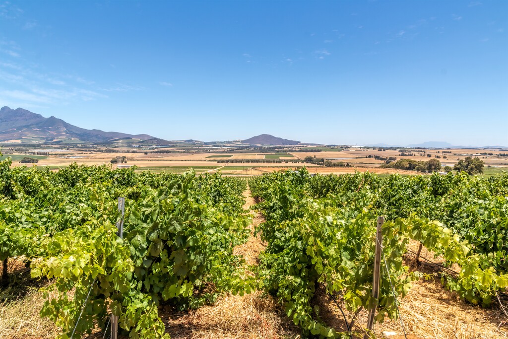 Vineyards at the Spice route by ludwigsdiana