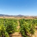Vineyards at the Spice route by ludwigsdiana