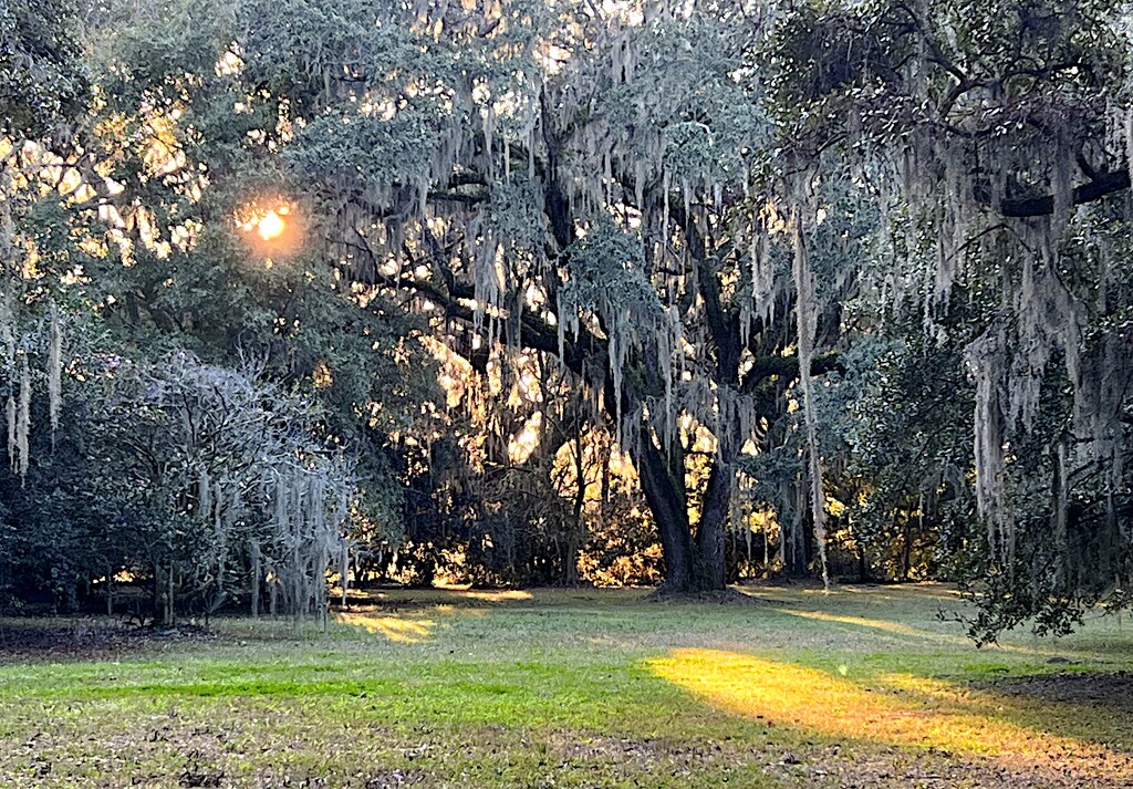 Landscape with live oaks and filtered sunlight by congaree