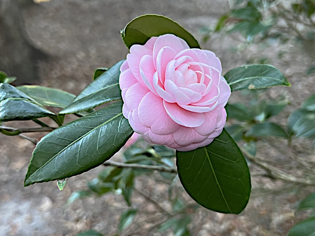 Pink perfection camellia by congaree