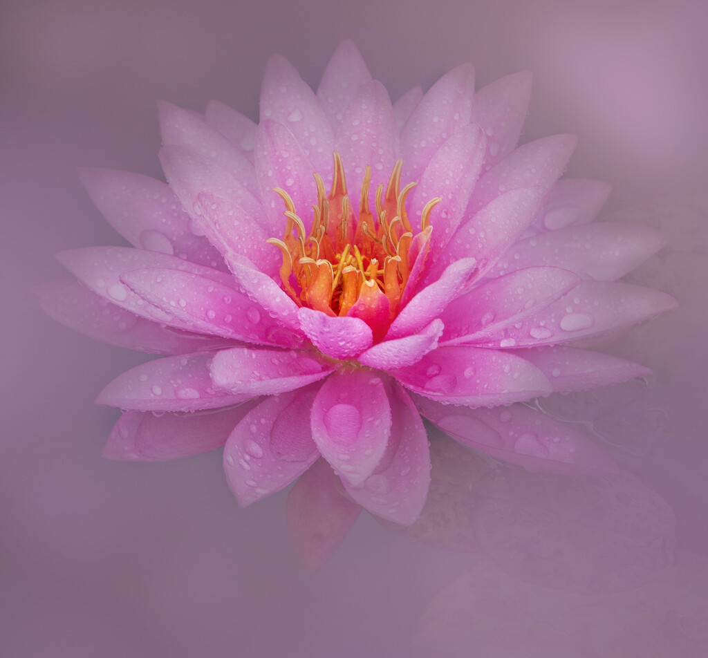 Waterlily by bugsy365