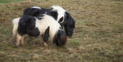 18th Dec 2022 - Shetland Ponies