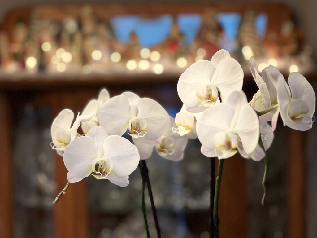 Christmas orchids  by louannwarren
