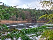 17th Dec 2022 - Plantain Loch,  Dalbeattie Town Wood 