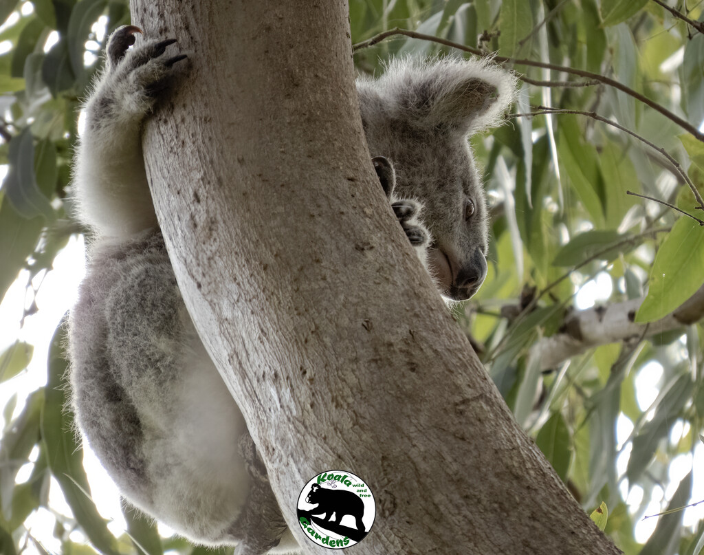 clip on koala by koalagardens