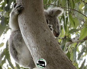 17th Dec 2022 - clip on koala