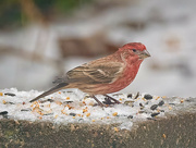 18th Dec 2022 - House Finch (Maybe)