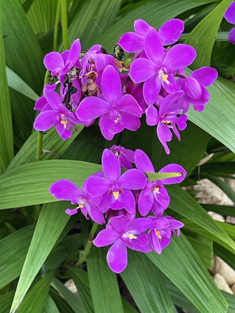 Philippine Ground Orchid by kvphoto