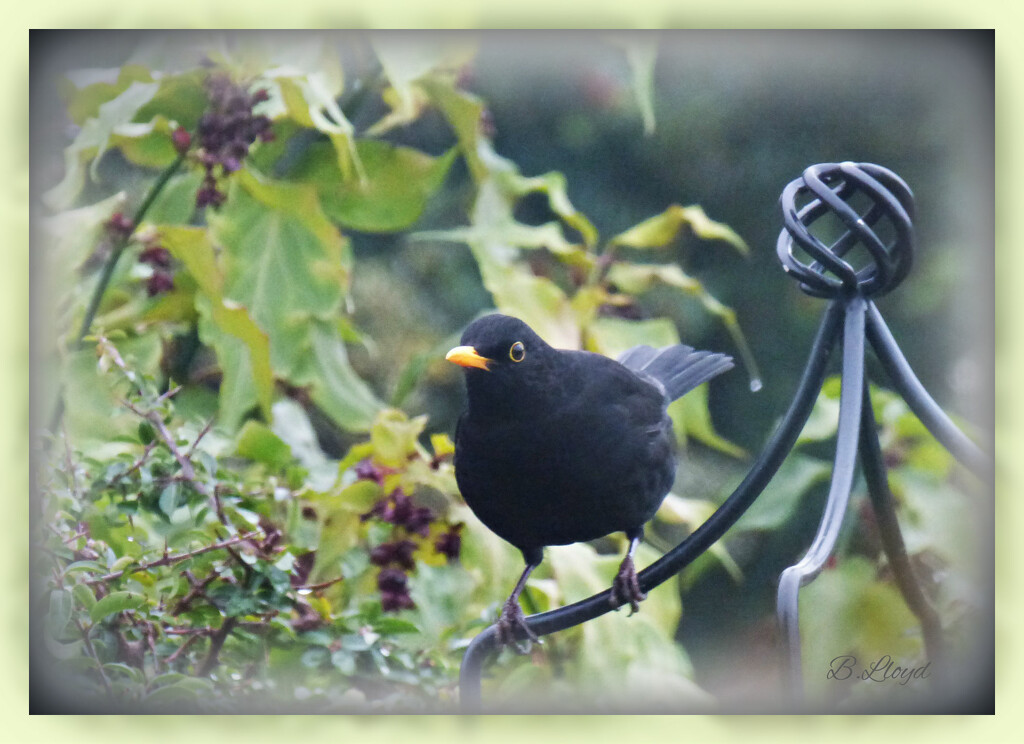 Mr Blackbird . by beryl