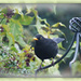 Mr Blackbird . by beryl