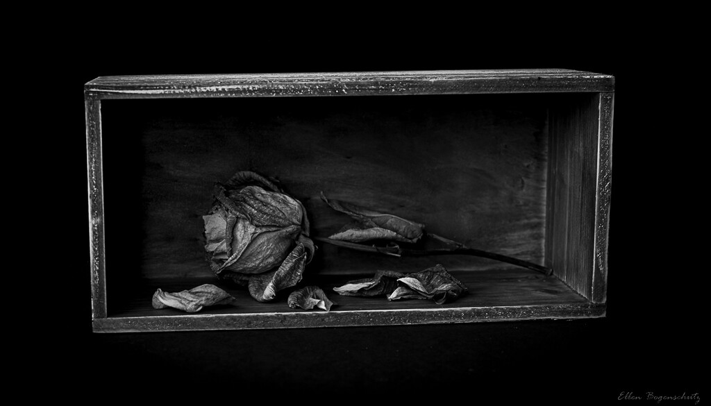 Dried Rose in Box by theredcamera