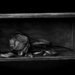 Dried Rose in Box by theredcamera