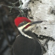 18th Dec 2022 - Pileated Woodpecker