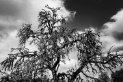 19th Dec 2022 - Dead oak tree