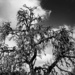 Dead oak tree by dkellogg