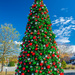 Downtown Christmas tree... by thewatersphotos