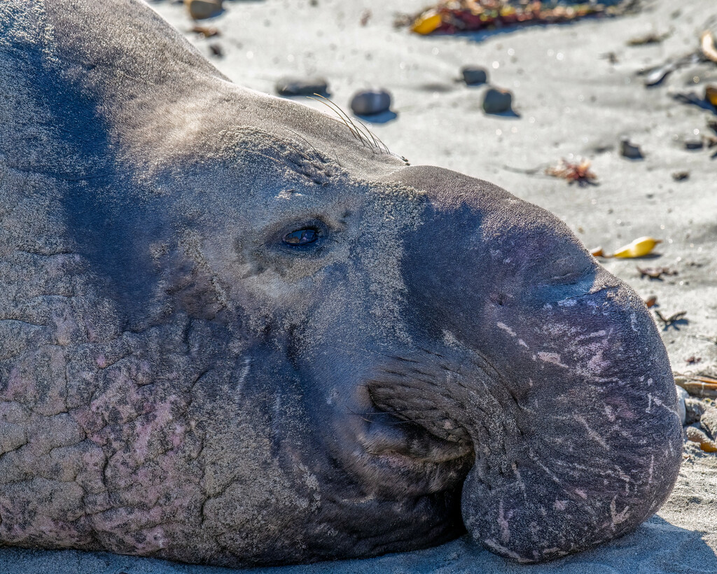 Male Elephant Seal by nicoleweg
