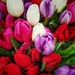 tulips by edorreandresen