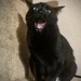 Kitty Yawn by metzpah