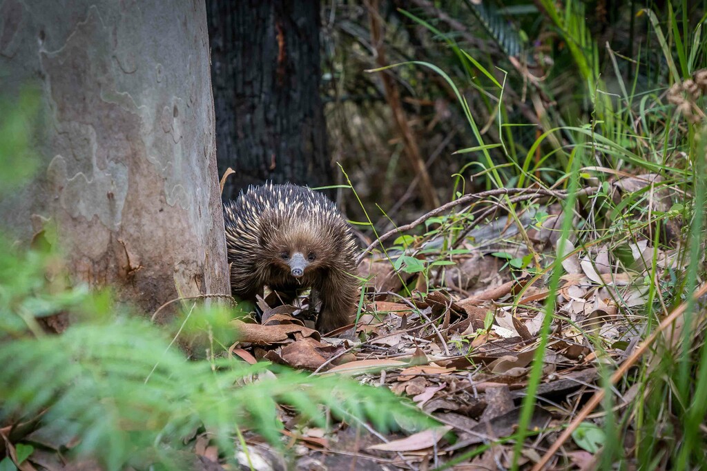 Echidna by pusspup