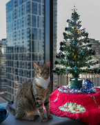19th Dec 2022 - Christmas Cat
