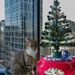 Christmas Cat by briaan