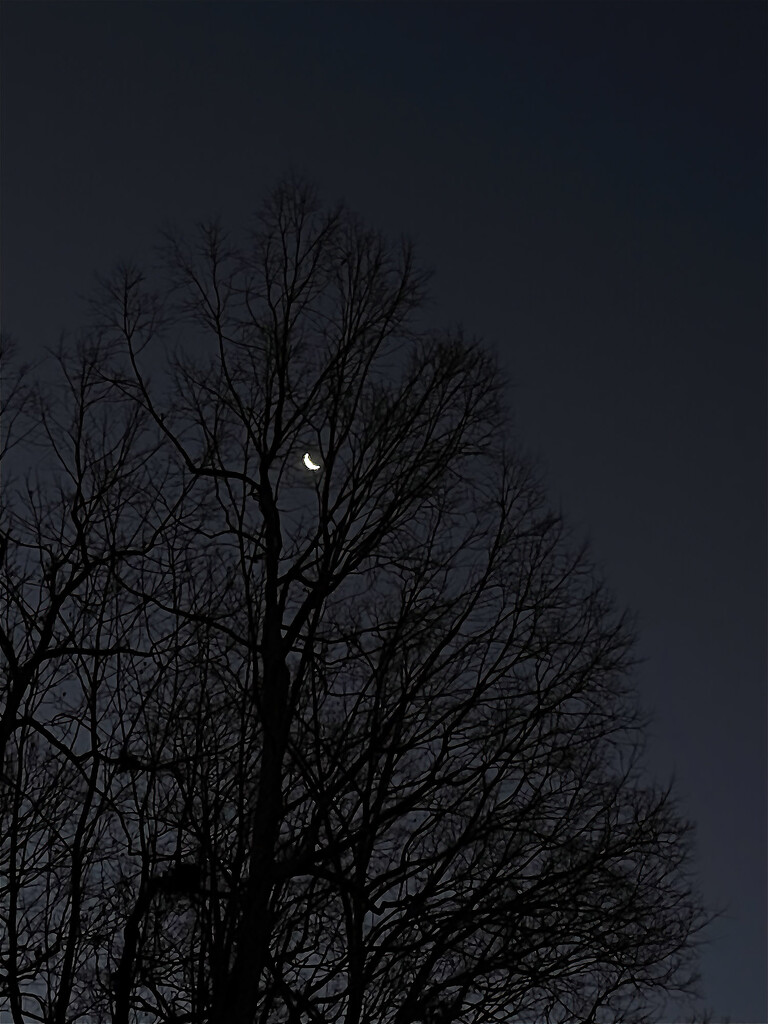 Crescent Moon by k9photo