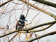 19th Dec 2022 - Belted Kingfisher