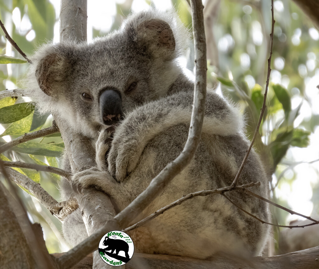 sleepy baby by koalagardens