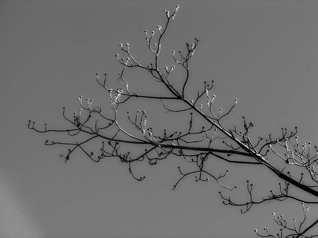 Bare dogwood branches... by marlboromaam
