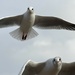Gulls waiting for food by bill_gk