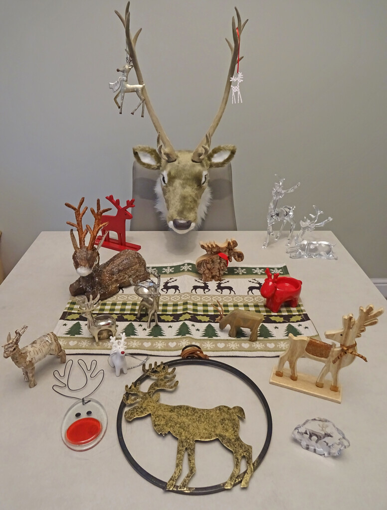 Reindeer in waiting, unboxed and ready to break free  by marianj