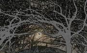 19th Dec 2022 - Winter ghost tree