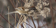19th Dec 2022 - American tree sparrow