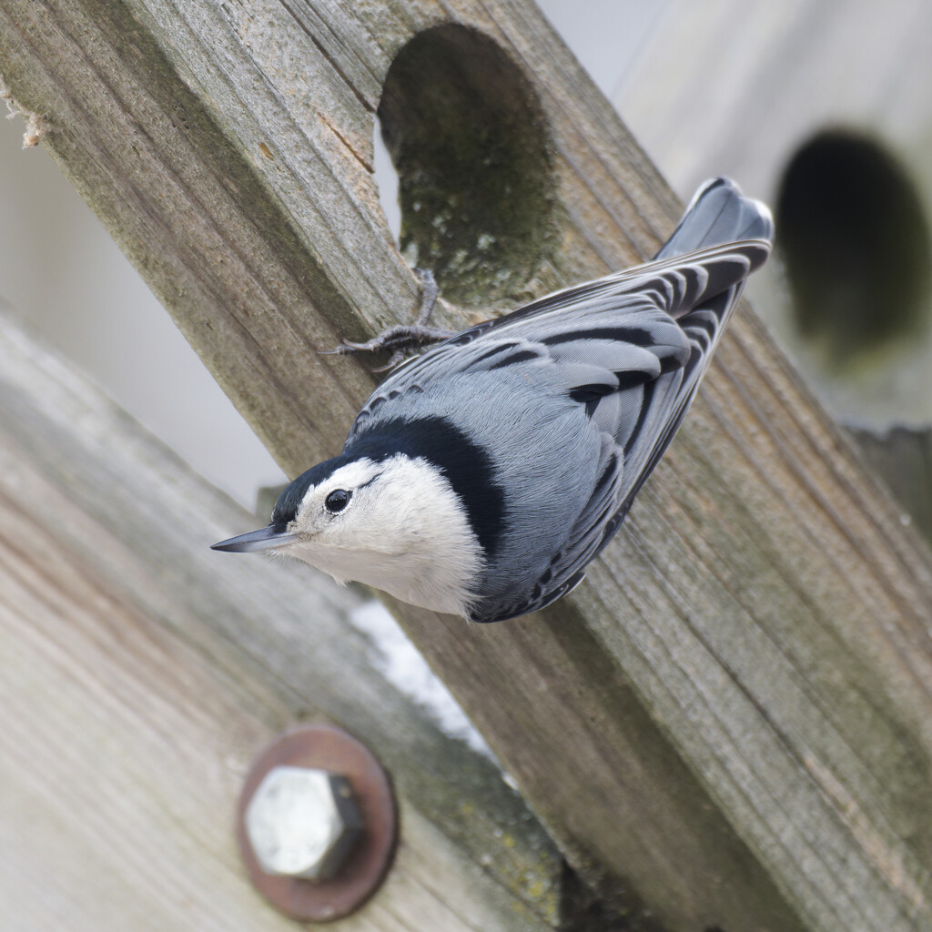 white-breasted nuthatch by rminer