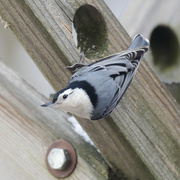 19th Dec 2022 - white-breasted nuthatch