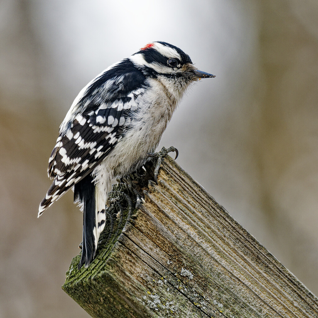 downy woodpecker  by rminer