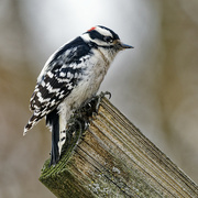 19th Dec 2022 - downy woodpecker 