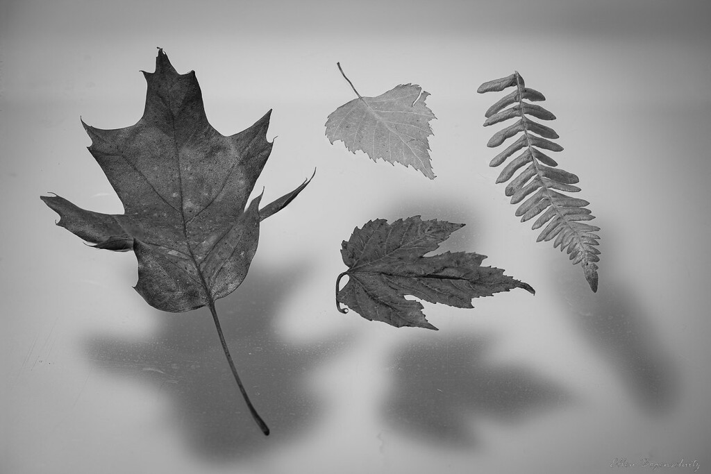 Leaves and shadows by theredcamera