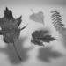 Leaves and shadows by theredcamera