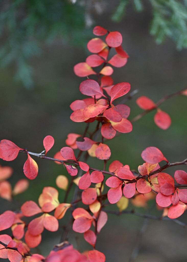 Japanese Barberry by ososki
