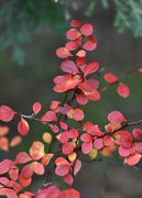 19th Dec 2022 - Japanese Barberry