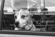 20th Dec 2022 - Dogs in cars 