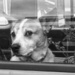 Dogs in cars  by kali66