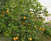 18th Dec 2022 - Orange Tree/bush