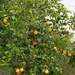 Orange Tree/bush by sandlily