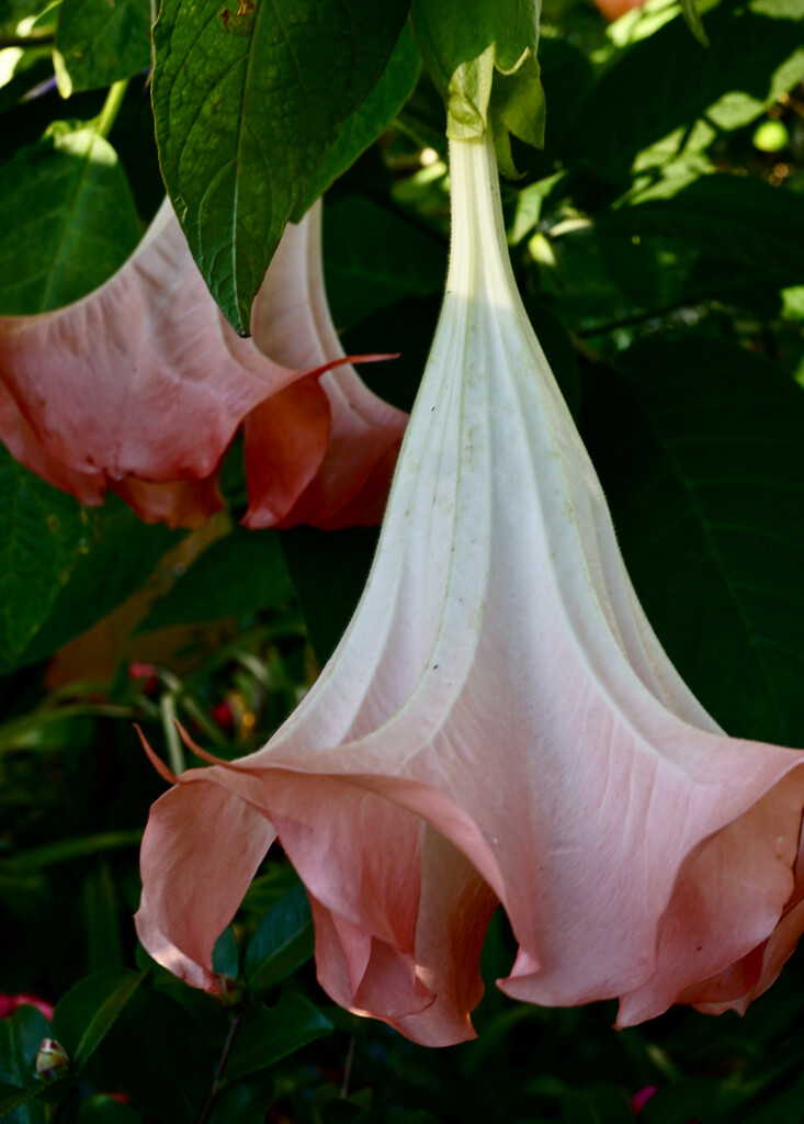 Angel's trumpet by eudora